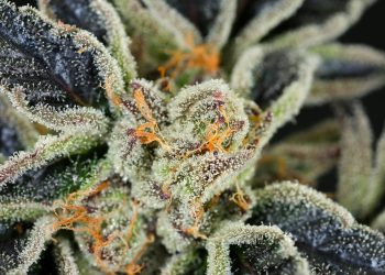 Orange Cookies Strain | Read This Before Using It