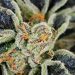 Orange Cookies Strain | Read This Before Using It