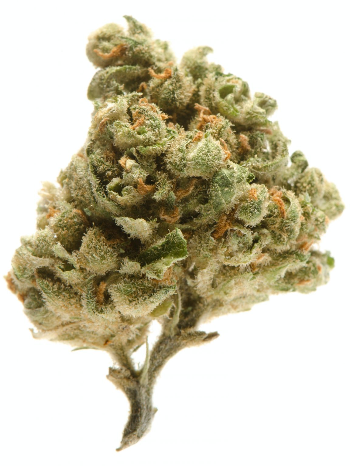 Dream Queen Strain Everything You Need to Know