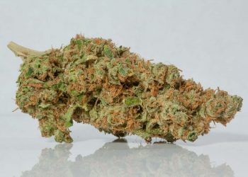 King Louis Strain | Stoner’s Honest Review