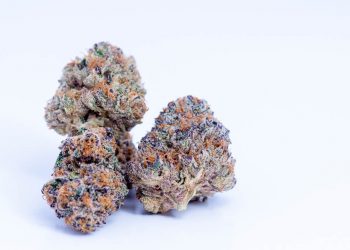 How Good is Slurricane Strain?