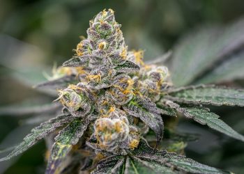 Is White Tahoe Cookies Strain Really Worth of Trying or Not?