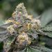 Is White Tahoe Cookies Strain Really Worth of Trying or Not?