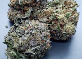 Review of Brownie Scout Strain