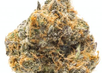 Blueberry Headband Strain | Everything You Should Know