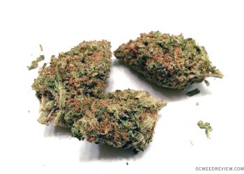 Key Lime Pie Strain | Everything You Should You Know