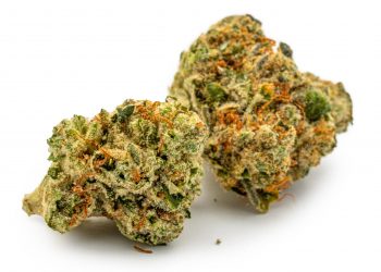 Motorbreath Strain: Stoner’s Honest  Review