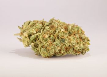 Sour Tangie Strain: Is It Good or Bad?