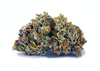 Is Mag Landrace Strain Really Worth of Trying?