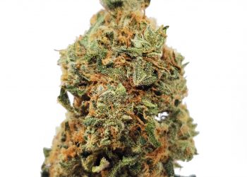 Mandarin Cookies Strain | The Concise Review of New Strain
