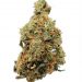 Mandarin Cookies Strain | The Concise Review of New Strain
