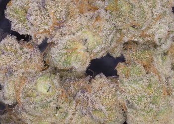 Banana Punch Strain | Everything You Should Know About