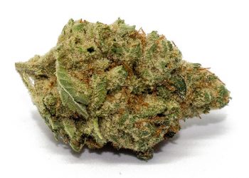 Bio Jesus Strain | Everything You Need to Know About