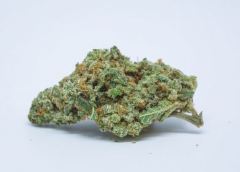 Cherry Diesel Strain | Concise Information All About