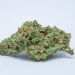 Cherry Diesel Strain | Concise Information All About