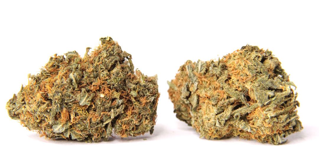 Is Orange Creamsicle Strain Really Good or Not?