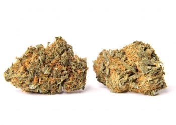 Is Orange Creamsicle Strain Really Good or Not?