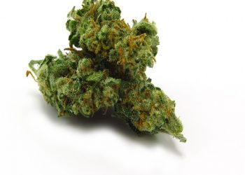 Dream Queen Strain: Everything You Need to Know