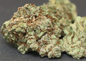 Is Deadhead OG Strain Really Worth of Trying?