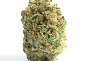 Kimbo Kush Strain: Is It Really Good or Not?