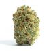 Kimbo Kush Strain: Is It Really Good or Not?
