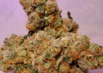 Red Dragon Strain: Everything You Should Know