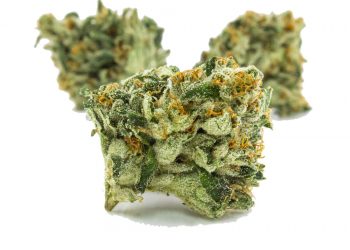 True OG Strain | Everything You Should Know About