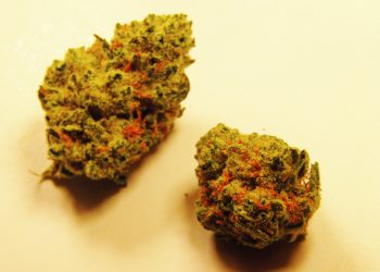 Peanut Butter Breath Strain | Stoner’s Honest Review