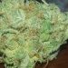 Is East Coast Diesel Strain Really Worth of Trying?