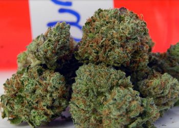 Purple Diesel Strain: Know Everything Even Before You Try it
