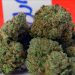 Purple Diesel Strain: Know Everything Even Before You Try it