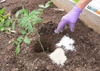 How to Use the Epsom Salts in Your Cannabis Garden?