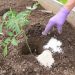 How to Use the Epsom Salts in Your Cannabis Garden?