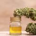 Full Extract of Cannabis Oil: Detailed Guide