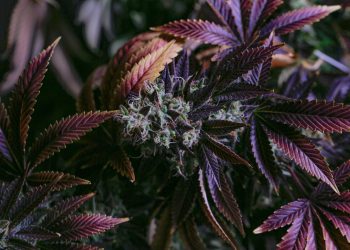 Benefits of Using an Automated Stealth Grow Box