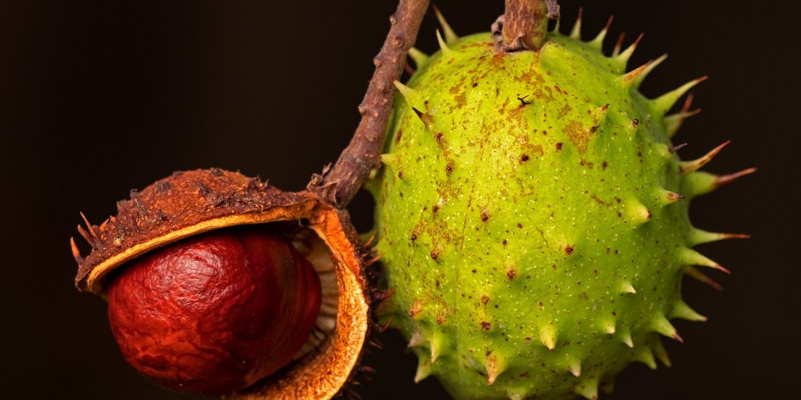 Can You Eat A Buckeye Nut? Here’s The Answer You Need To Know