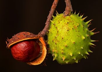 Can You Eat A Buckeye Nut? Here’s The Answer You Need To Know