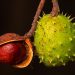 Can You Eat A Buckeye Nut? Here’s The Answer You Need To Know