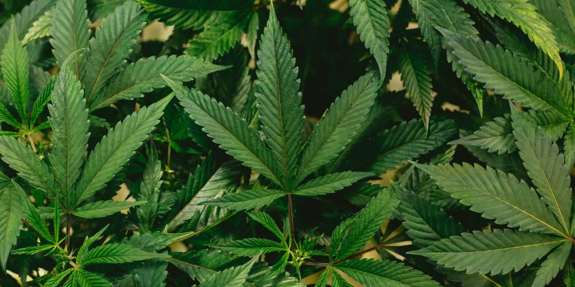 Cannabis Buying Guide- How To Save While You Spend