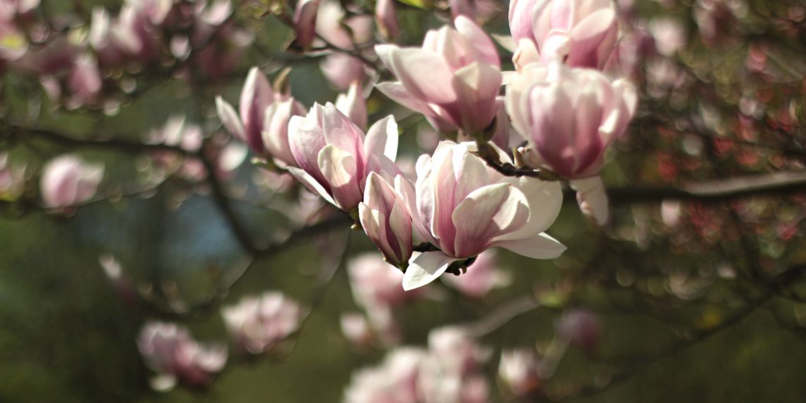 Magnolia Tree Seeds: Are They Edible?