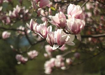 Magnolia Tree Seeds: Are They Edible?