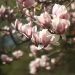 Magnolia Tree Seeds: Are They Edible?