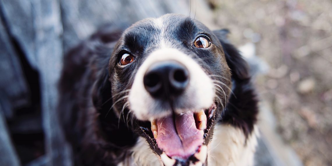 Can Drug Dogs Smell Dab Pen?