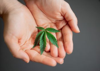 Can You Smoke Bay Leaves? Here’s The Answer