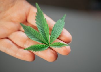 How And When To Flush Cannabis?