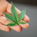 How And When To Flush Cannabis?