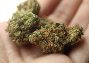 Captain Crunch Strain: Is It Sativa Or Indica?