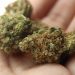 Captain Crunch Strain: Is It Sativa Or Indica?