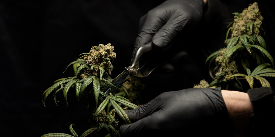 A Guide on the Sour Space Candy CBD Strain