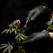 A Guide on the Sour Space Candy CBD Strain